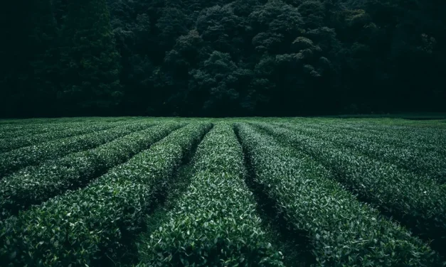 Acceleratori di metabolismo: il ruolo del tè verde