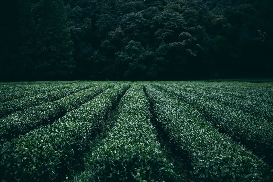 Acceleratori di metabolismo: il ruolo del tè verde