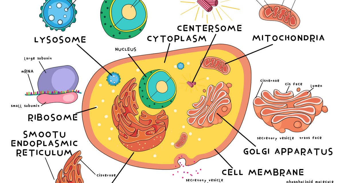 Gli effetti collaterali dei fluorochinoloni (una classe di antibiotici) sui mitocondri