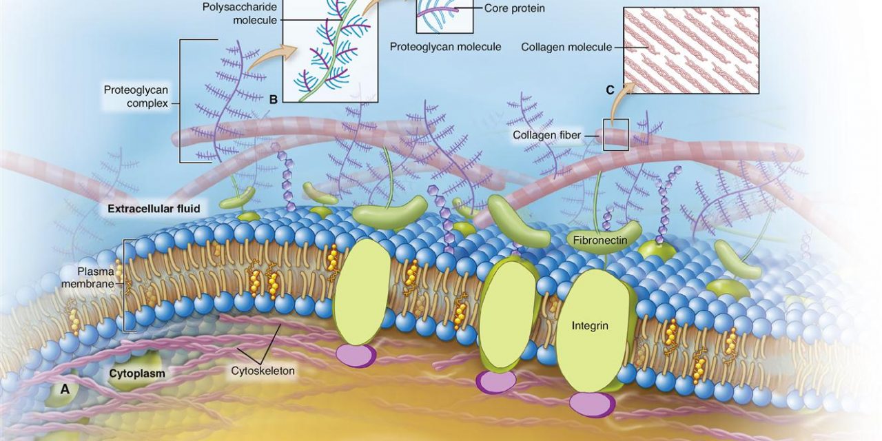 Matrice extracellulare: l’importanza nel benessere generale e la gestione delle scorie tossiche